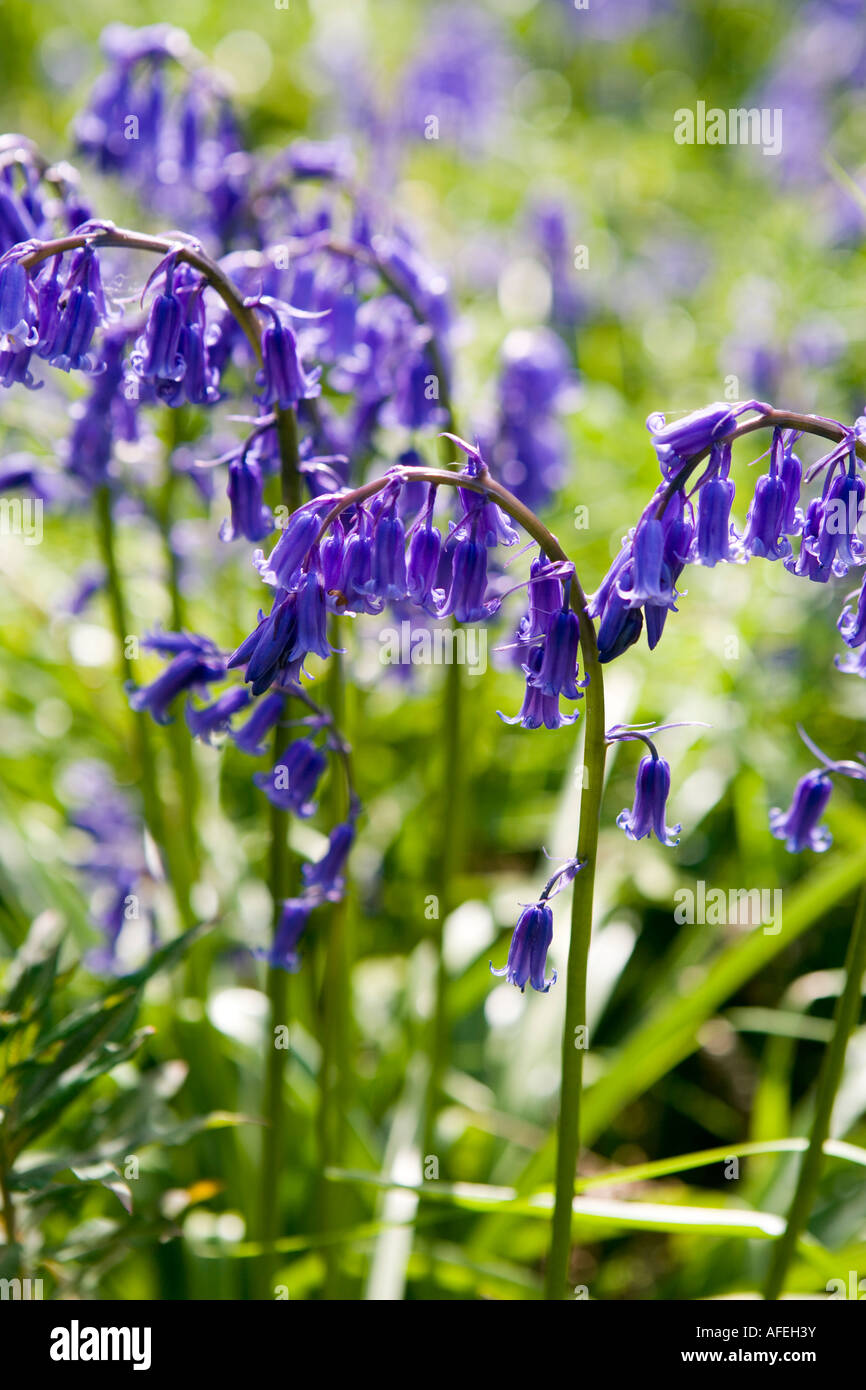 Bluebells inglese in primavera Foto Stock