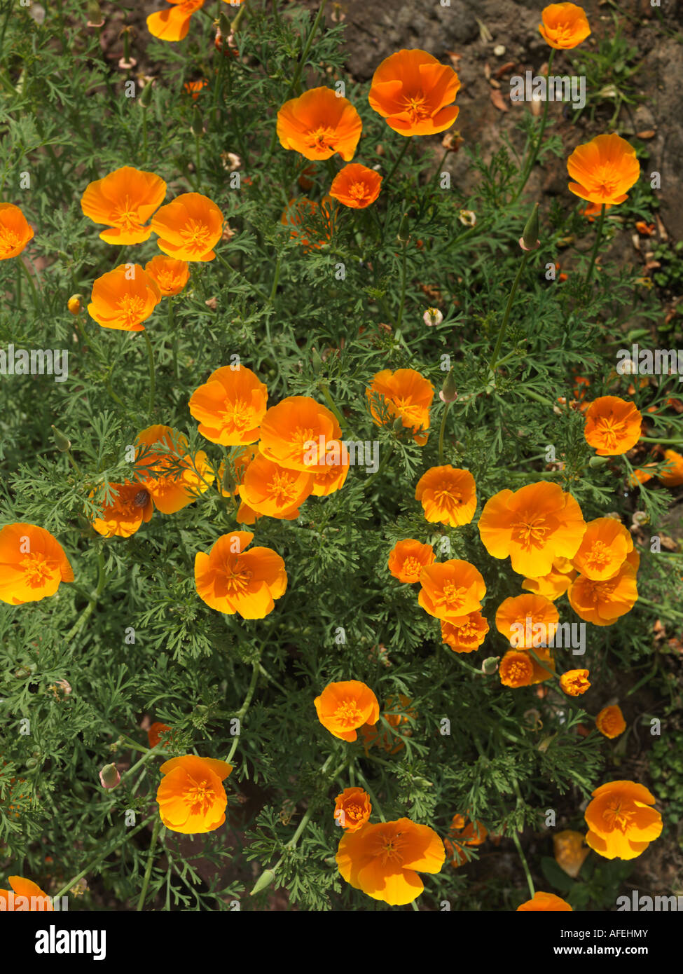 Papavero californiano che crescono in un giardino del Surrey Foto Stock