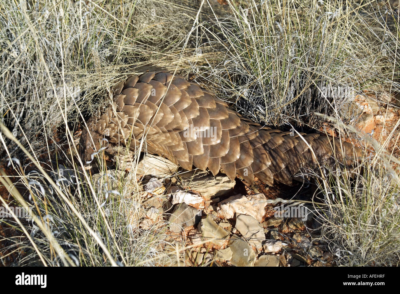 Pangolin. Manis temminckii. Noto anche come Anteater. Northern Cape Sud Africa RSA Foto Stock