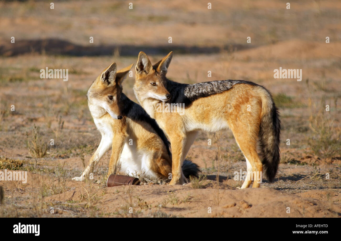 Nero Jackels sostenuta. Canis mesomelas. Nel Kalahari Sudafrica RSA. Fauna africana. Foto Stock