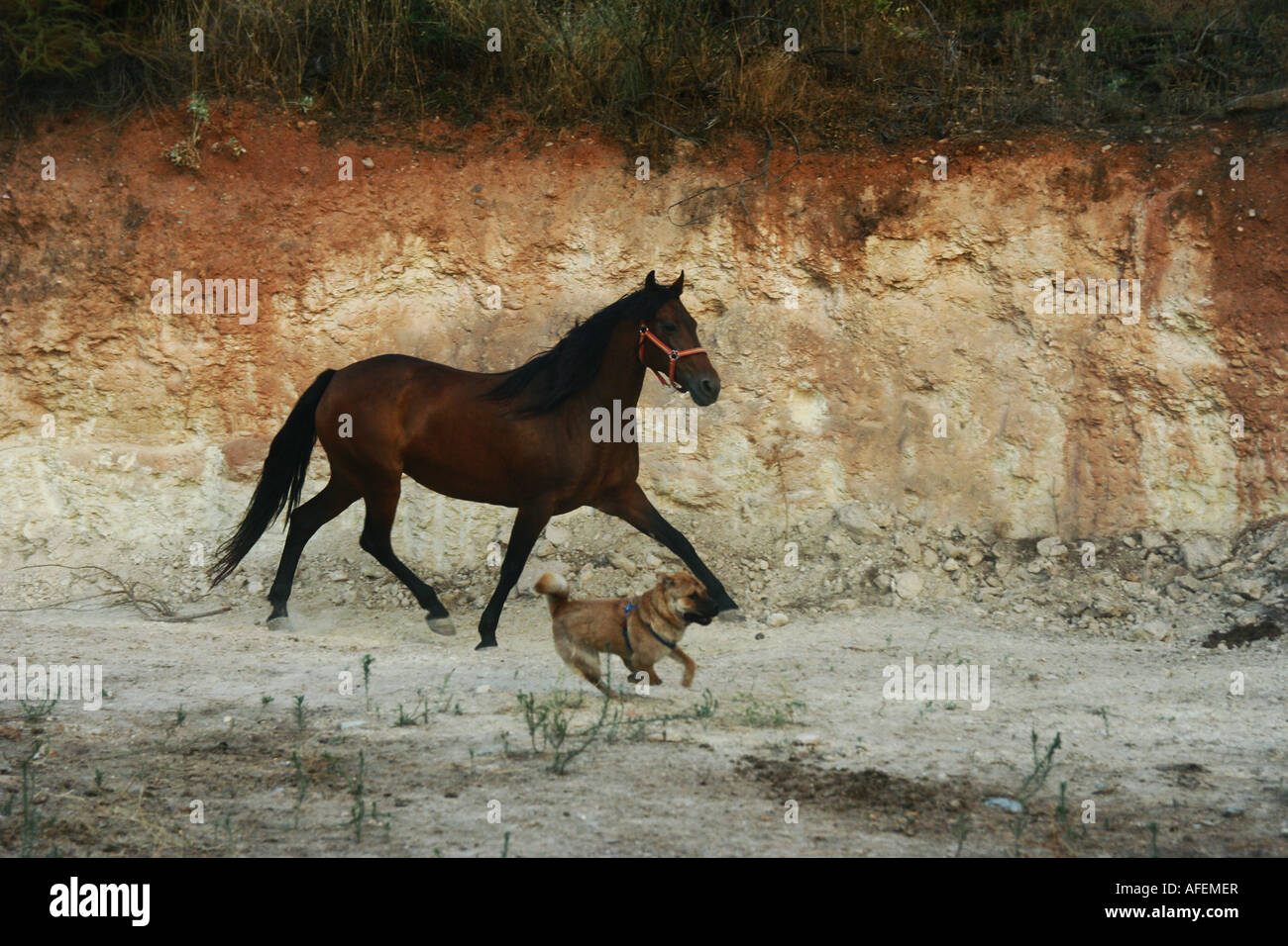 Femmina cavallo spagnolo al galoppo e shar-pei cane in esecuzione Foto Stock