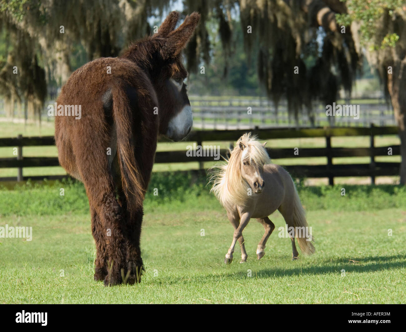 Una rara Poitou asino e cavallo in miniatura pals Foto Stock