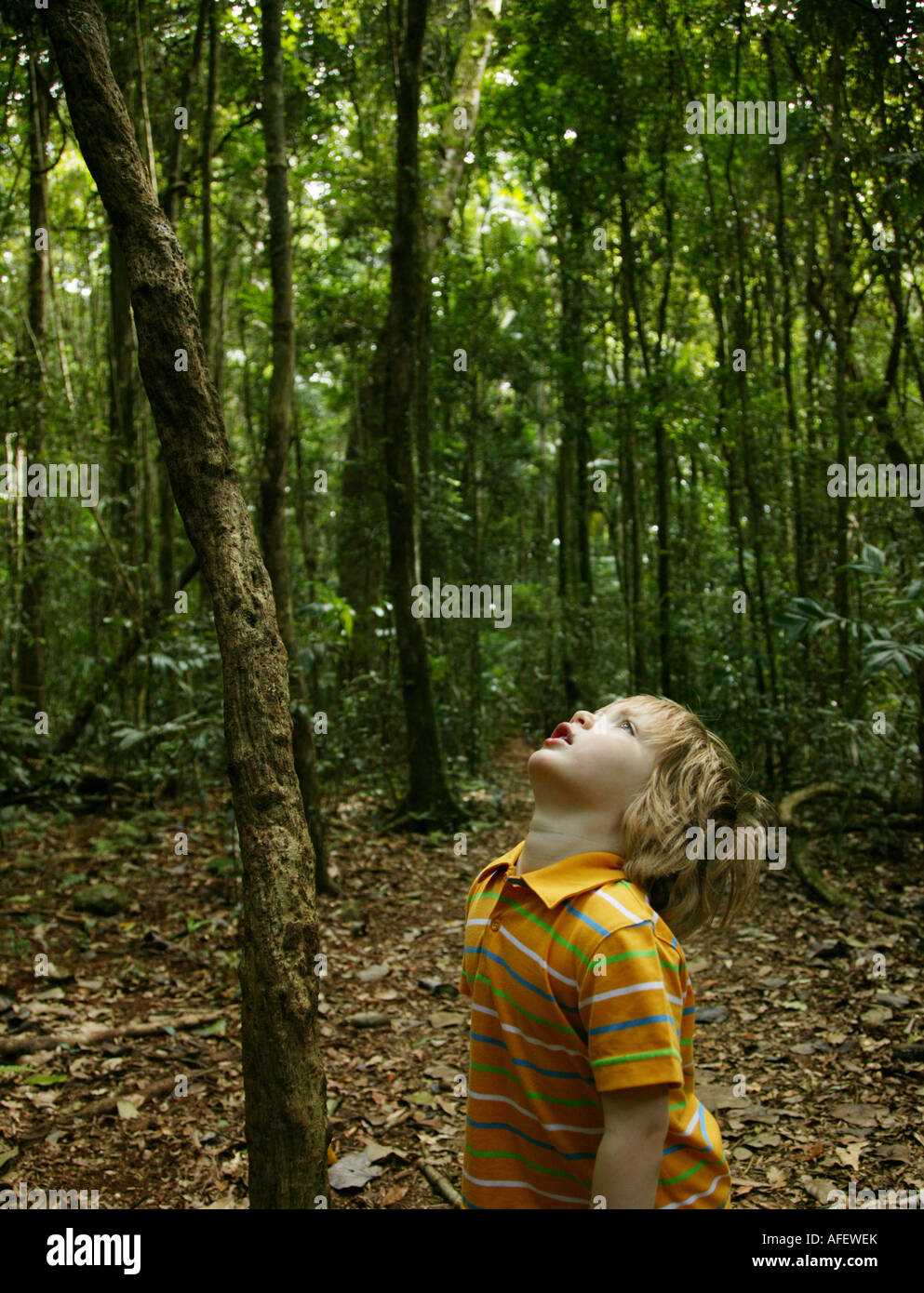 Un giovane ragazzo alza lo sguardo verso la tettoia di alberi in una foresta pluviale in Sud Australia Queenland Foto Stock