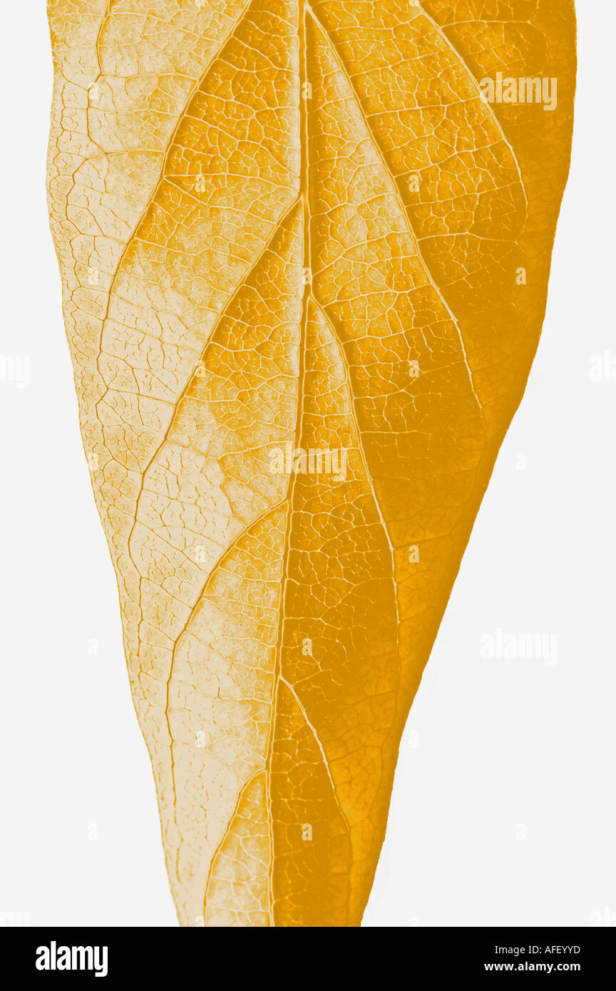 Foglia oro Foto Stock