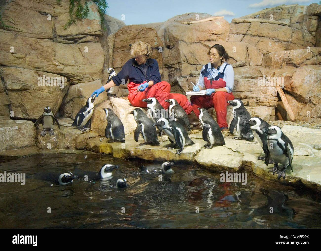 California Monterey Bay Aquarium personale pinguini di alimentazione Foto Stock