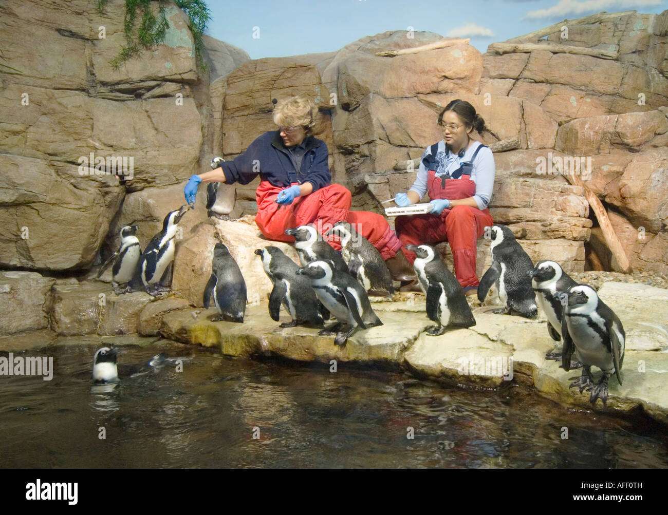 California Monterey Bay Aquarium personale pinguini di alimentazione Foto Stock