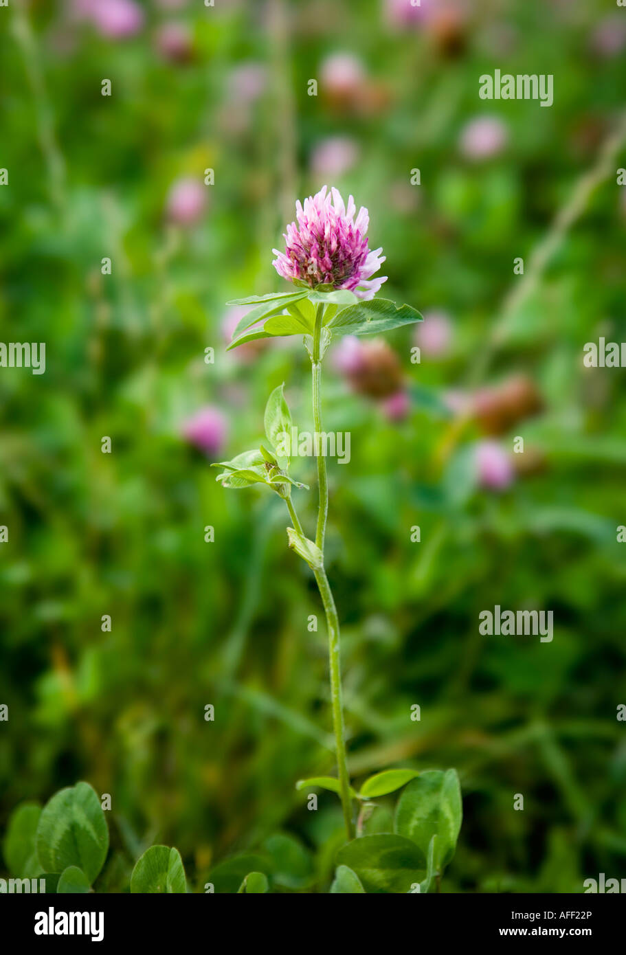 Trifoglio di fioritura Foto Stock