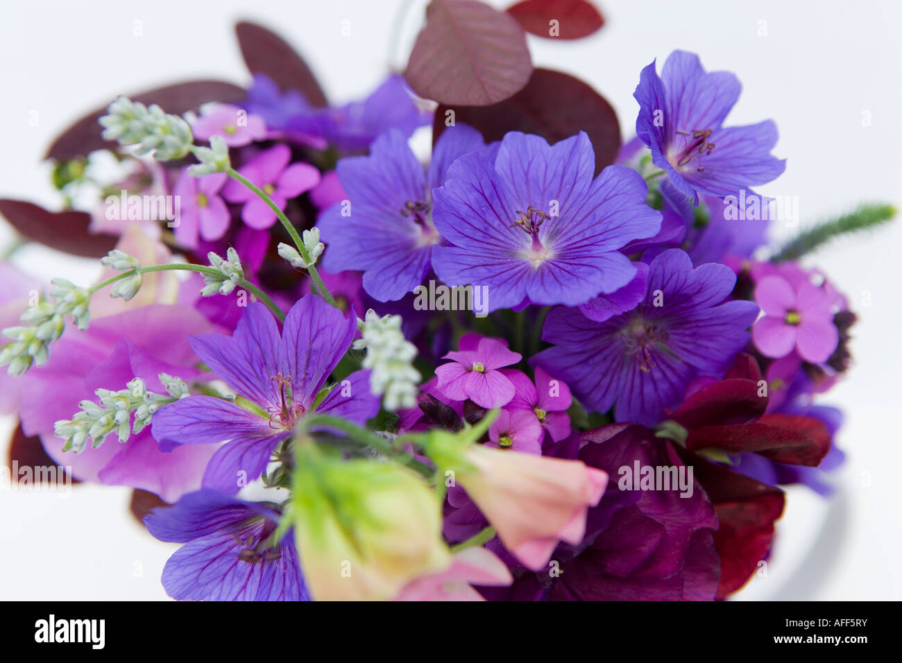 Miscelati fiori estivi Foto Stock