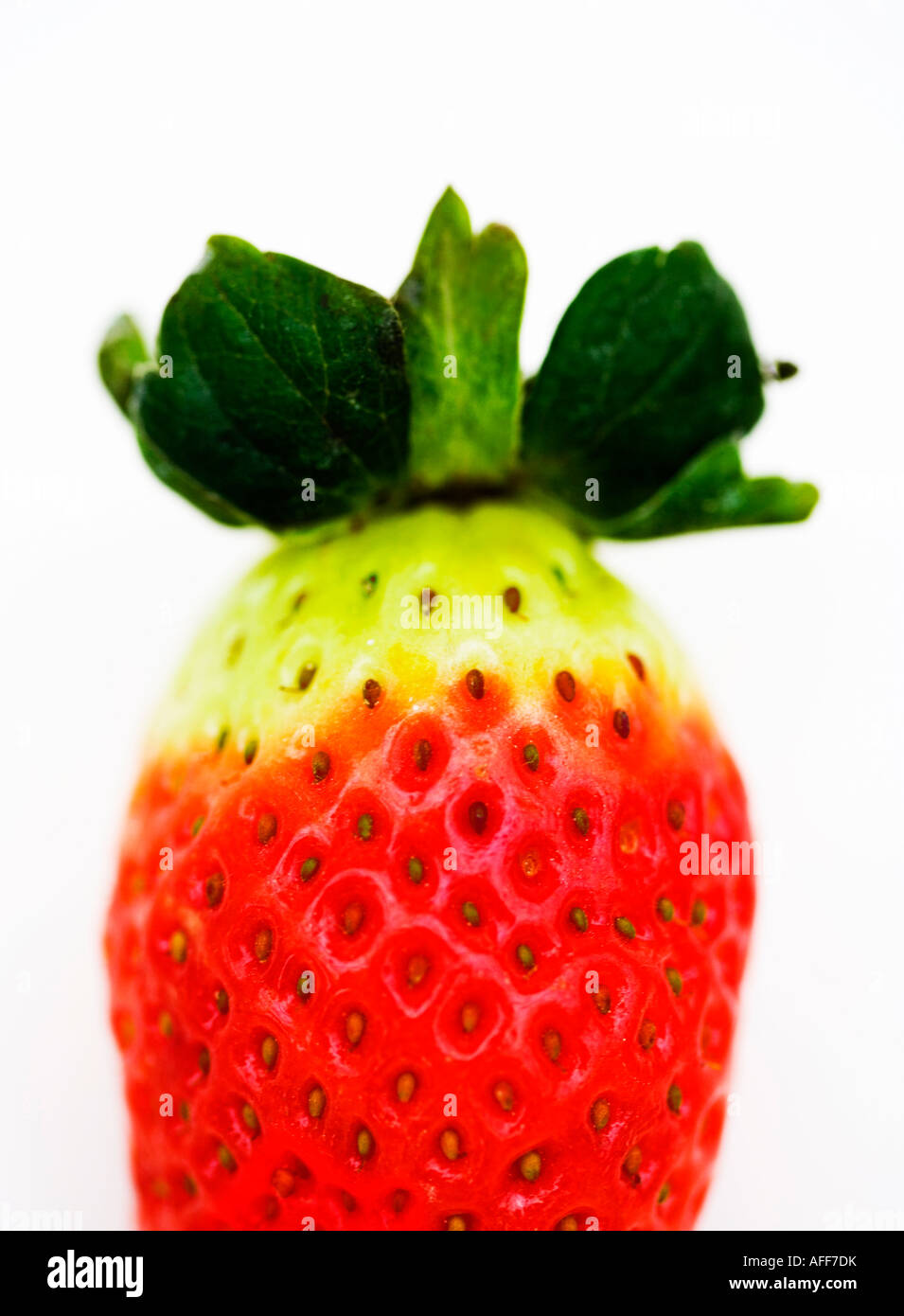 Immagine ravvicinata di un rippening fragola Foto Stock