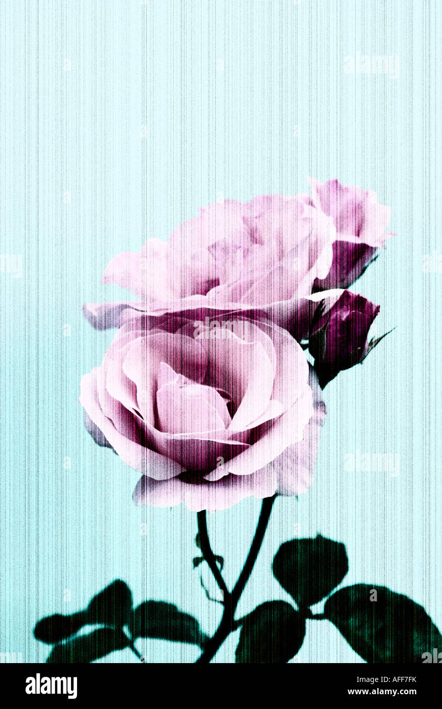 Illustrazione della foto di rose rosa Foto Stock
