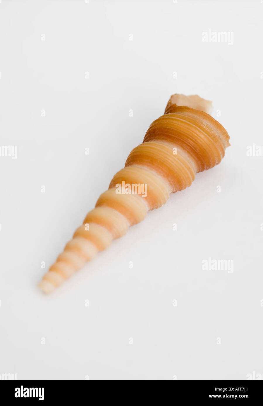 Close up di un singolo seashell contro uno sfondo bianco Foto Stock