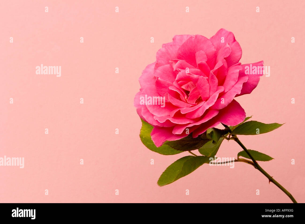Rosa rosa contro sfondo rosa Foto Stock