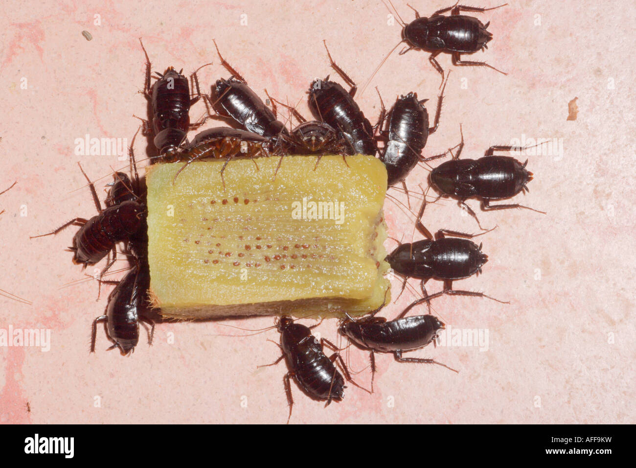 Comune di scarafaggi, Blatta orientalis. Gruppo di mangiare un kiwi a fette Foto Stock