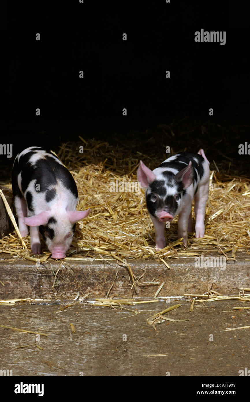 I suinetti Gloucestershire vecchio spot allevati lean fat filetto rasher chop braciole di broda organico intervallo libero trotter taglia taglia allevamento co op Foto Stock