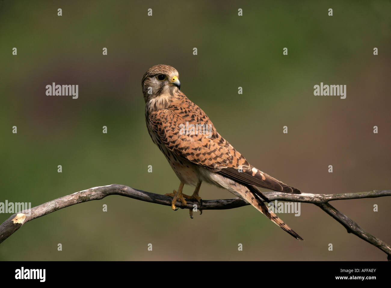 Il Gheppio Falco tinnunculus Ungheria femmina Foto Stock