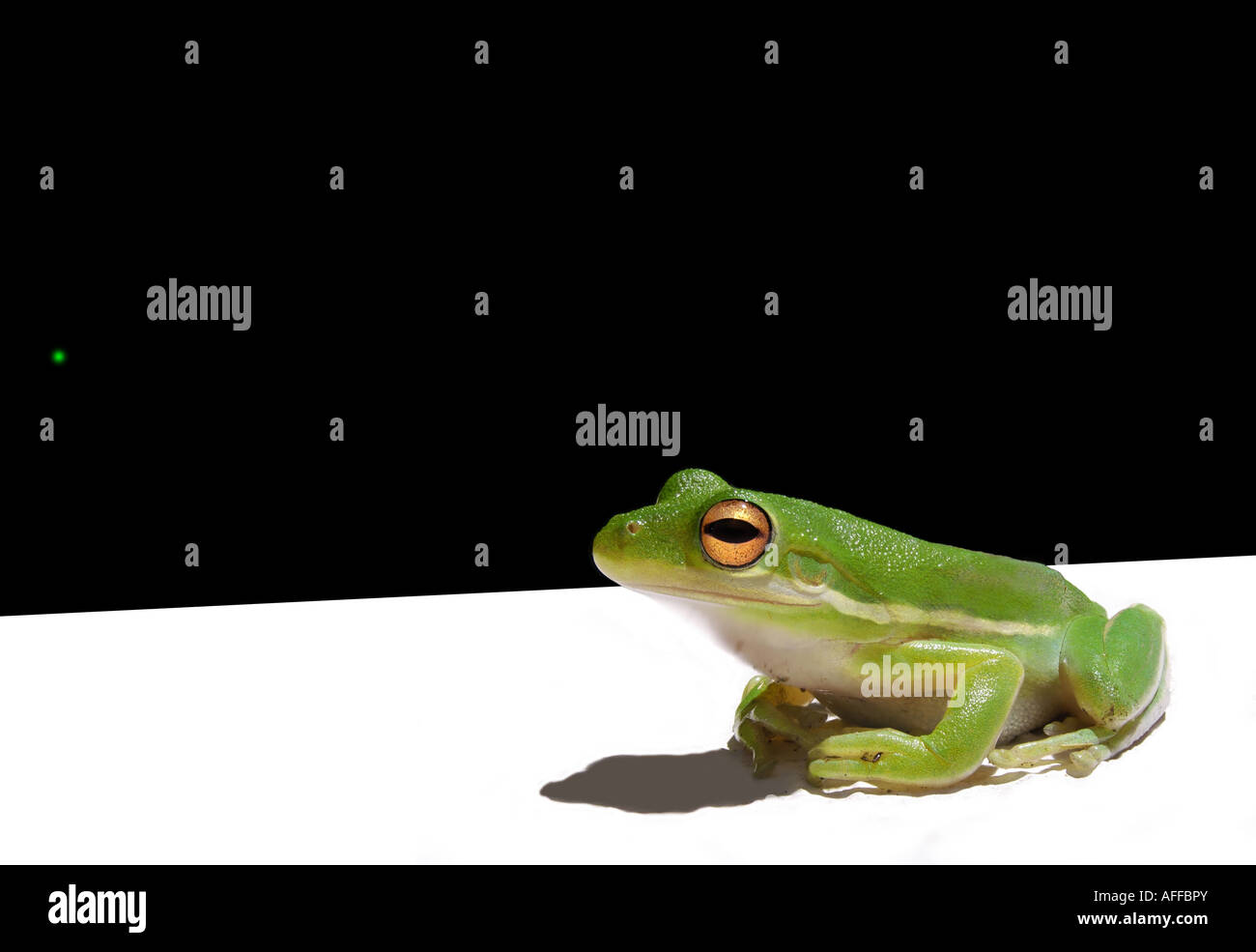 Ranocchio verde (Hyla cinerea) Foto Stock