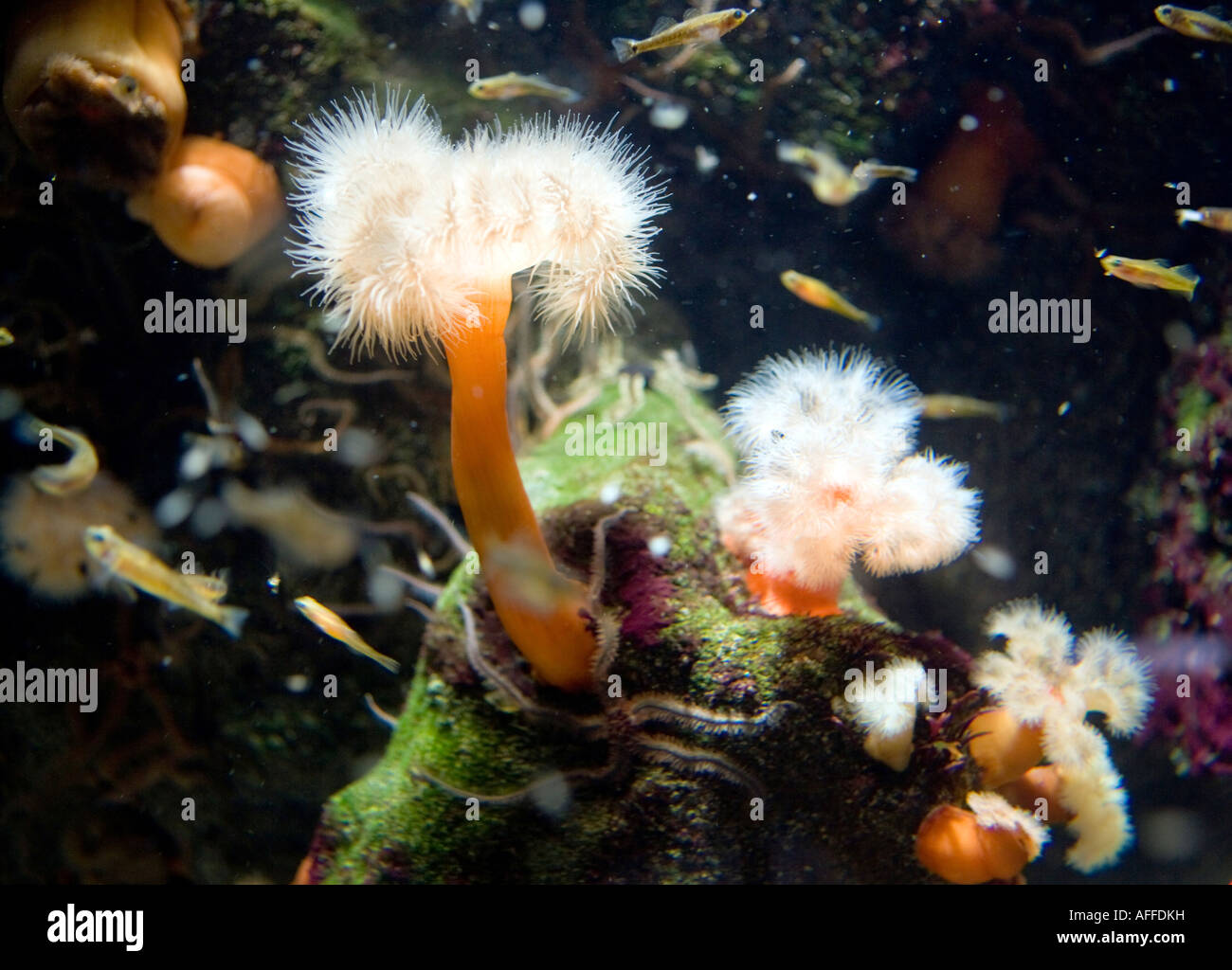 Plumose anemone Foto Stock
