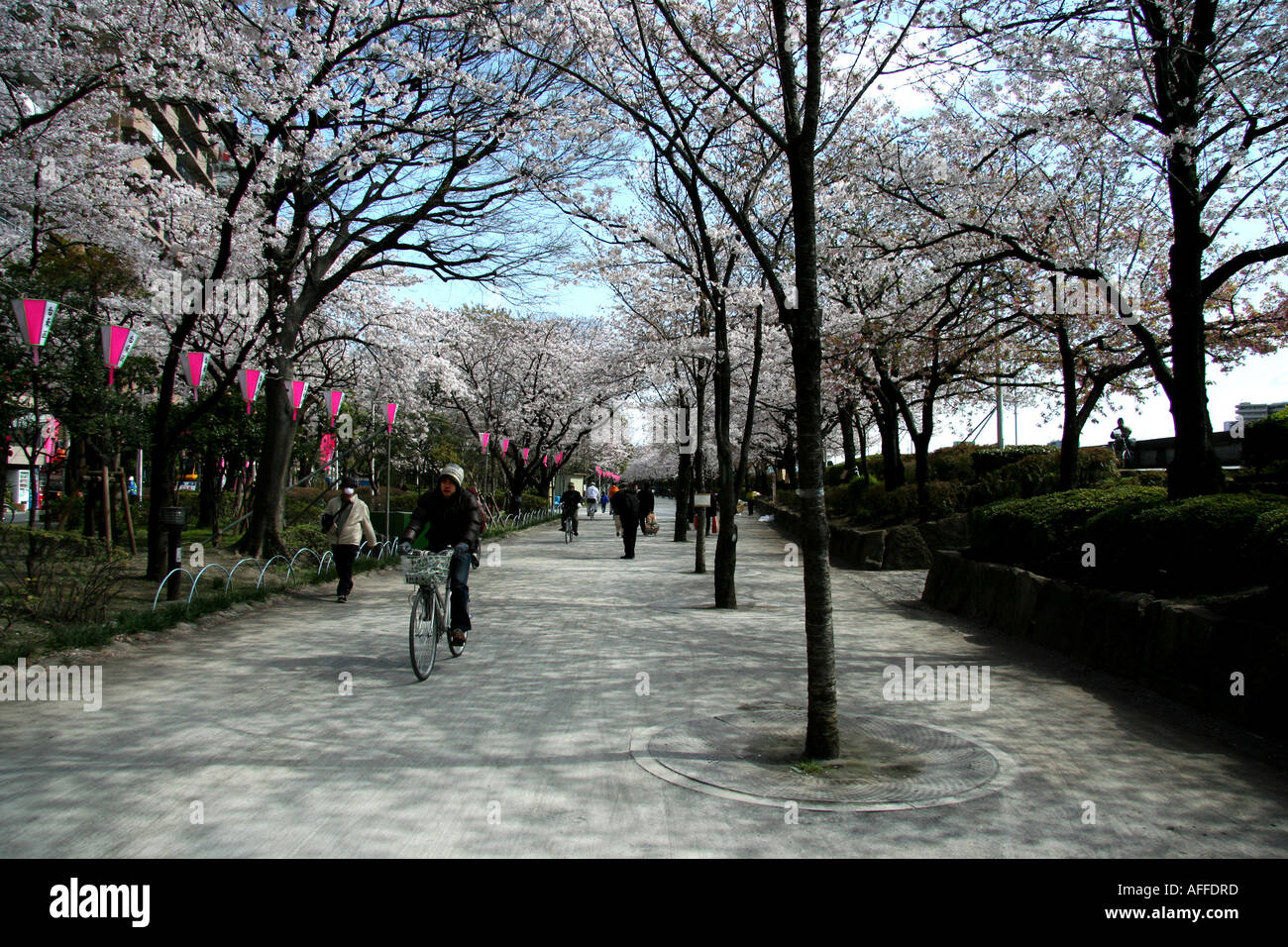 Il Parco Sumida fiori di ciliegio, Tokyo Foto Stock