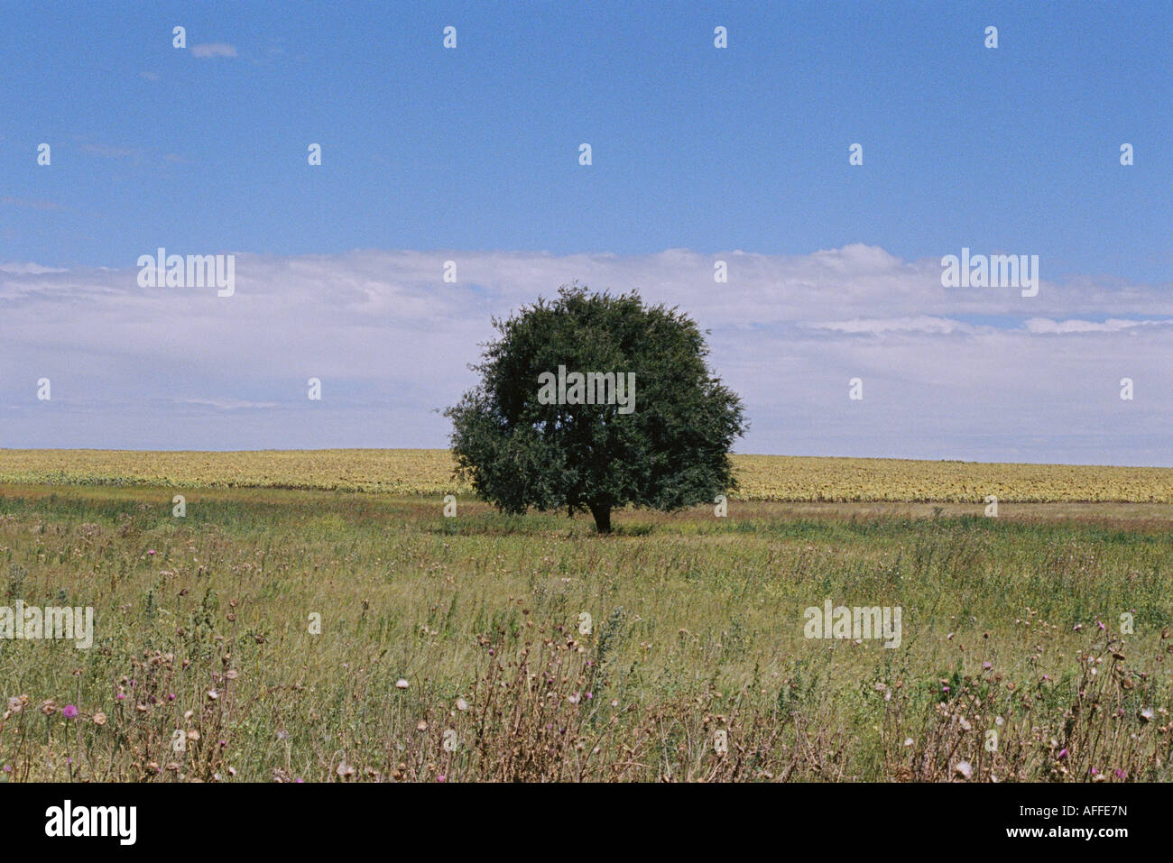 Albero solitario Foto Stock