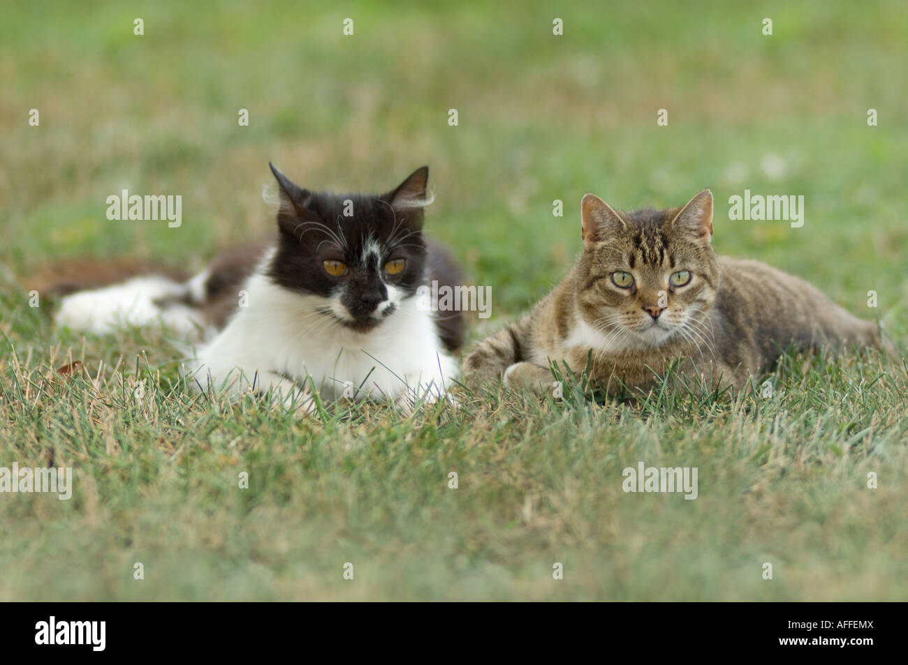 Due gatti granaio lounging insieme fianco a fianco in erba Foto Stock