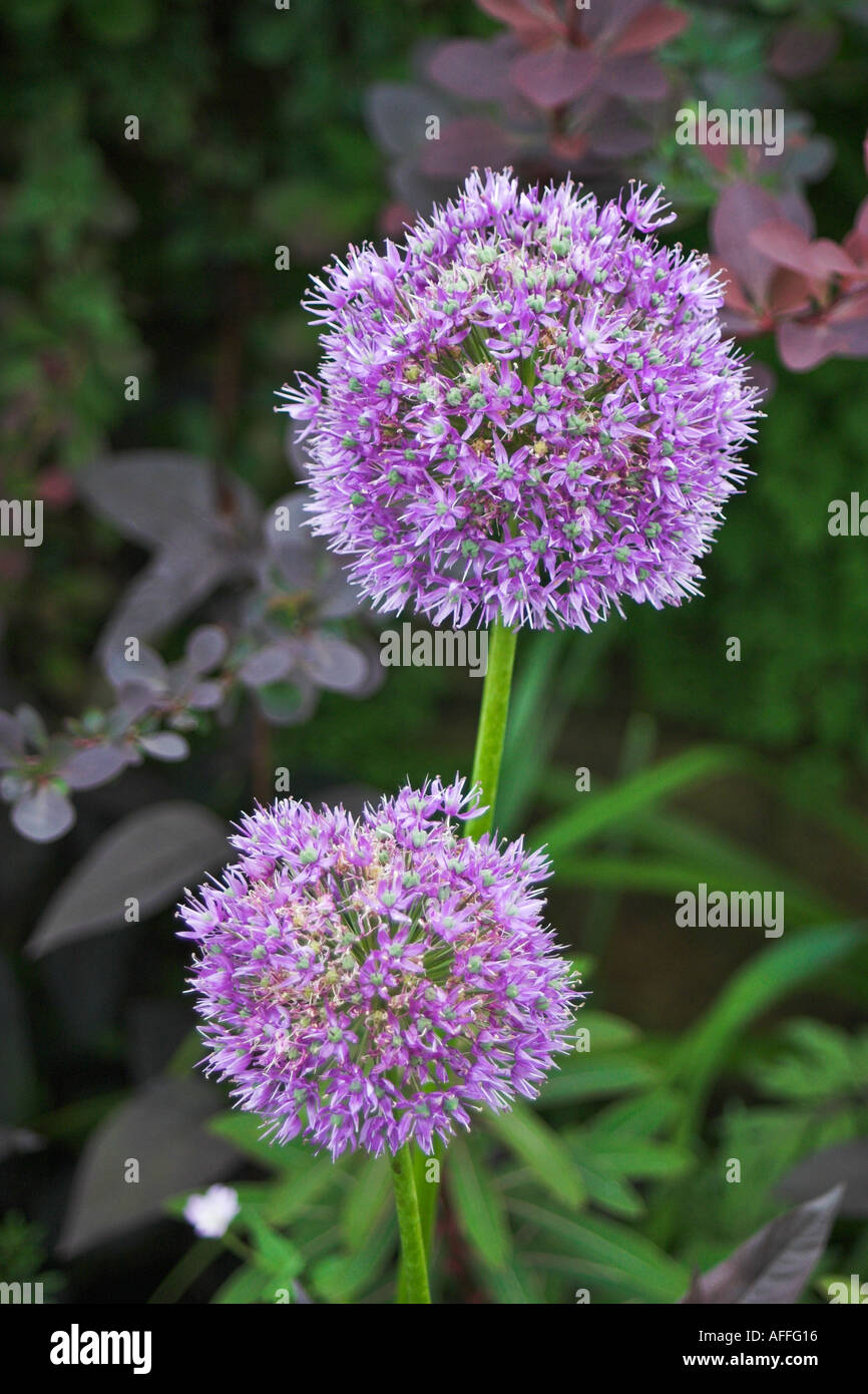 Fiori nel giardino di Eyam Hall DERBYSHIRE REGNO UNITO Foto Stock