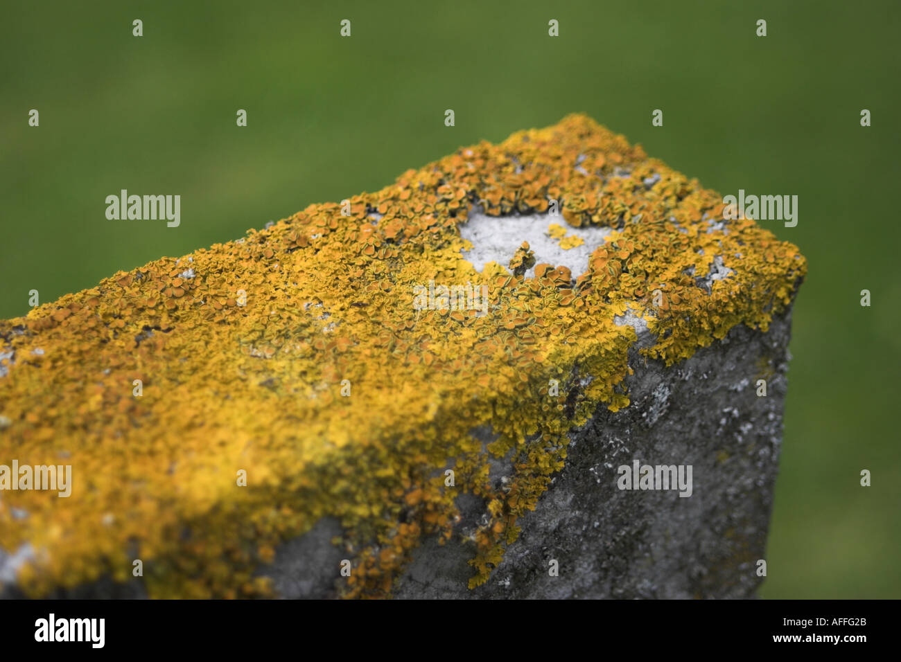 Chiusura del lichen su una tomba di pietra. Eyam, Derbyshire, Regno Unito. Foto Stock