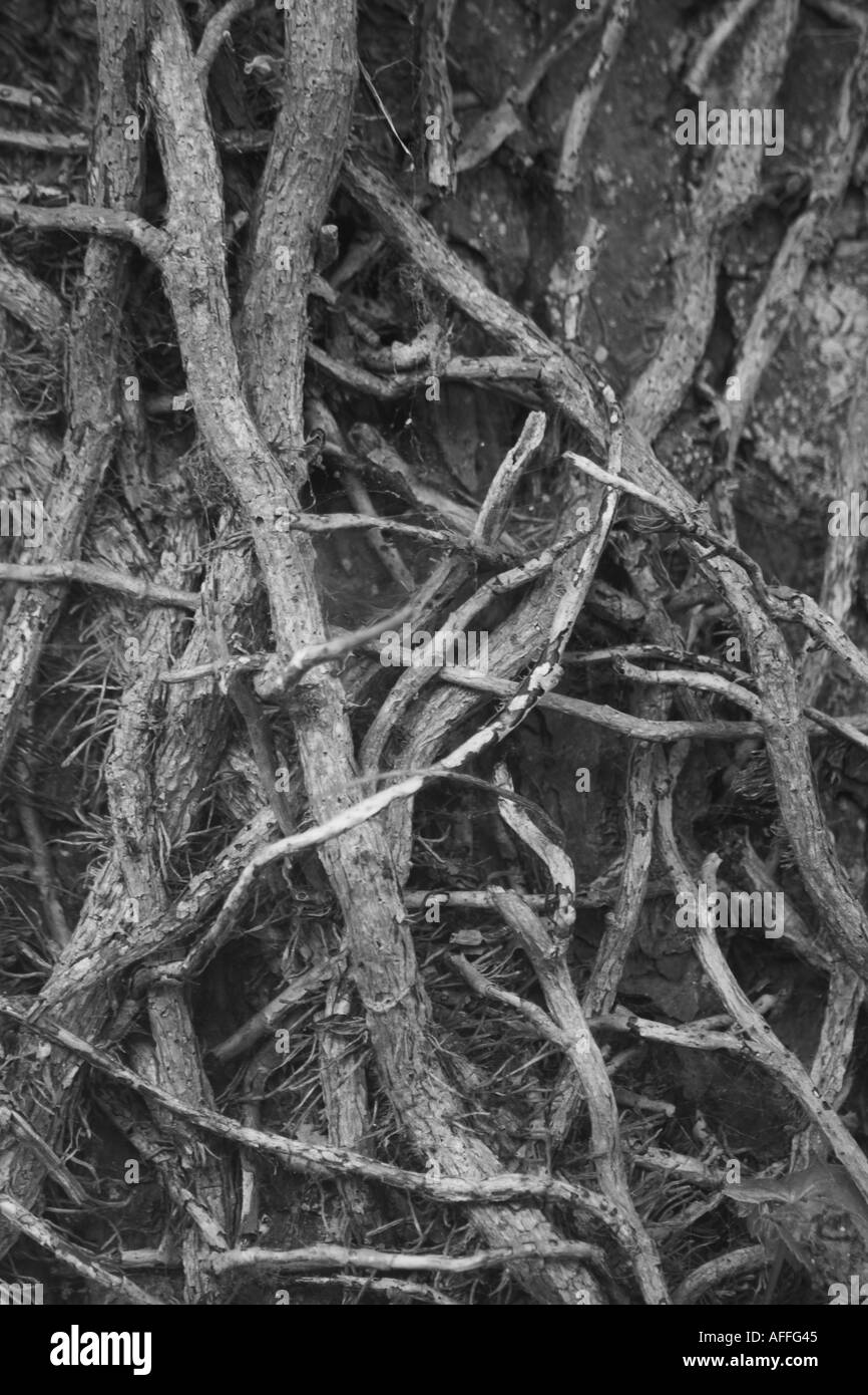 Ivy salendo su un tronco di albero in Eyam cimitero. Chiesa di San Lorenzo, Eyam, Derbyshire, Regno Unito. Foto Stock