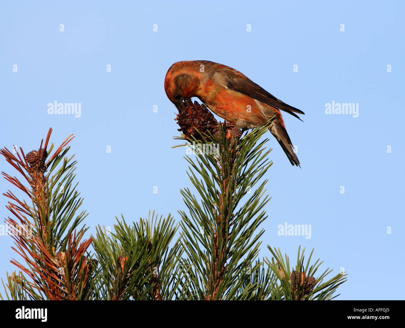 Un crossbill specializzata del becco è perfetto per ottenere i semi al di fuori di un cono. Foto Stock