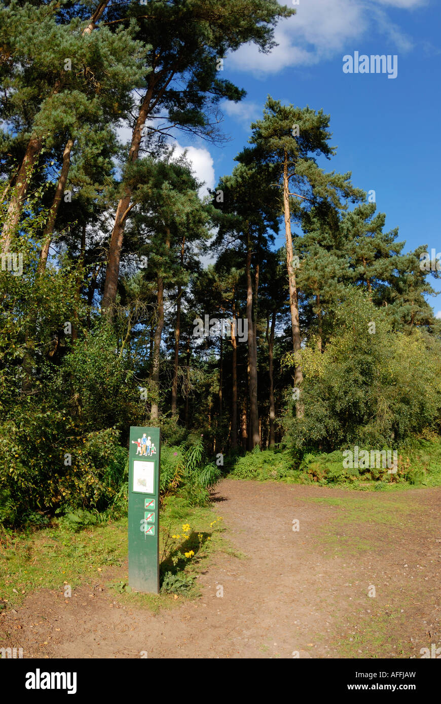 Pista forestale per gli escursionisti e i ciclisti in Delamere Forest in Cheshire England Gran Bretagna Foto Stock
