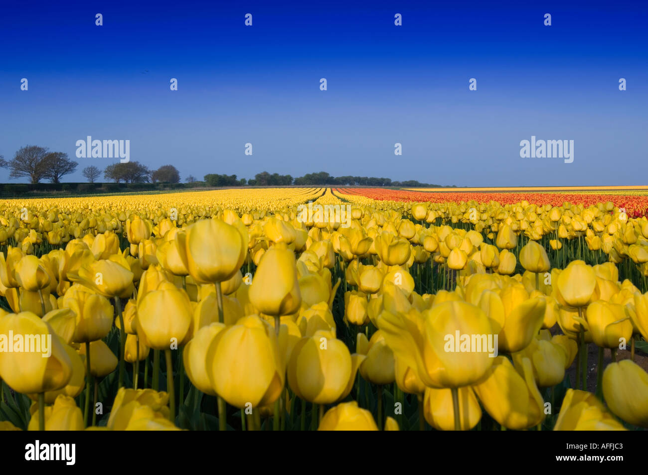 Vista di tulipani in crescita le paludi vicino a Spalding Lincolnshire in Inghilterra, Regno Unito Foto Stock