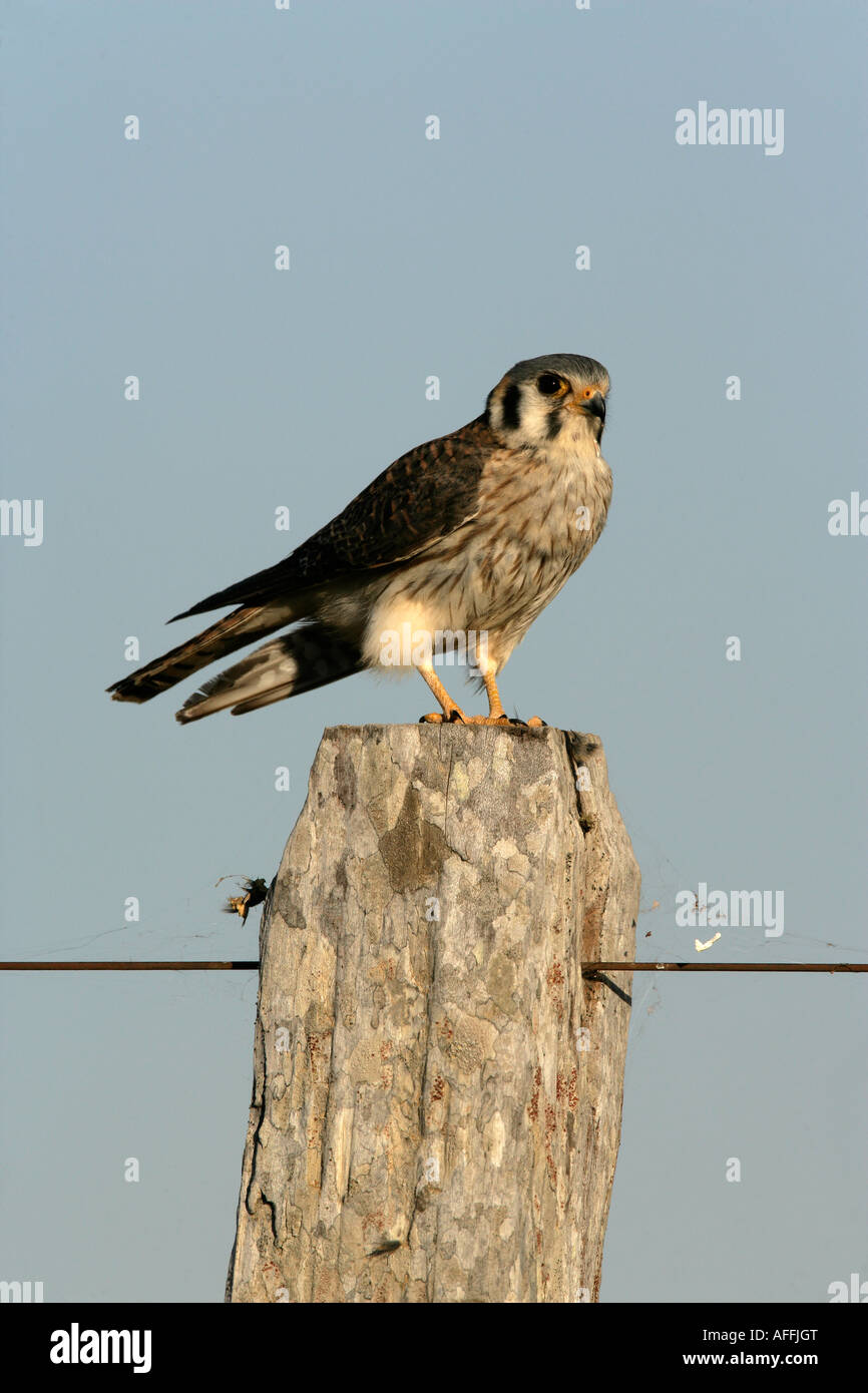 American Gheppio Falco sparverius Brasile Foto Stock