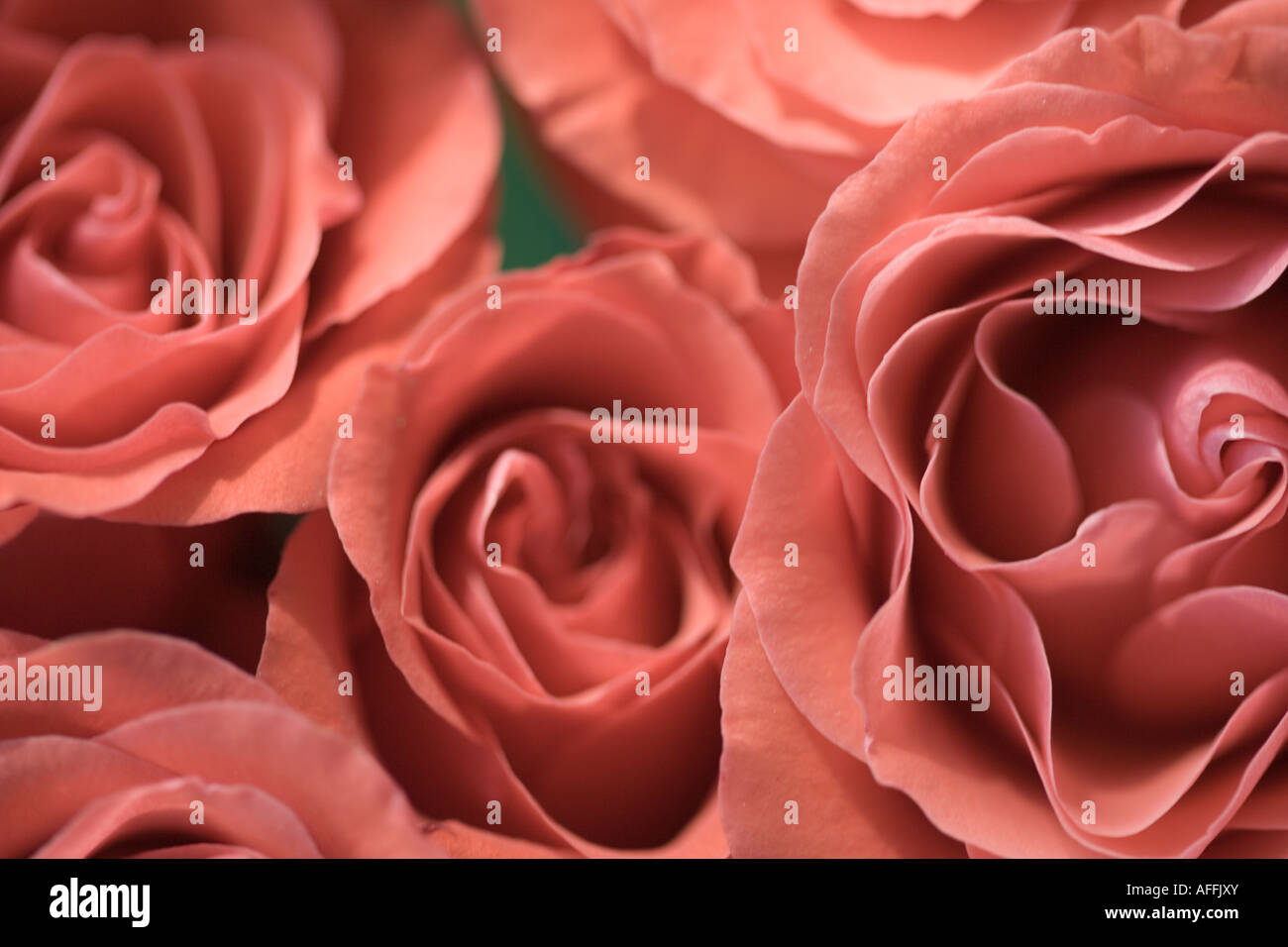 Bouquet di rose arancio close up Foto Stock