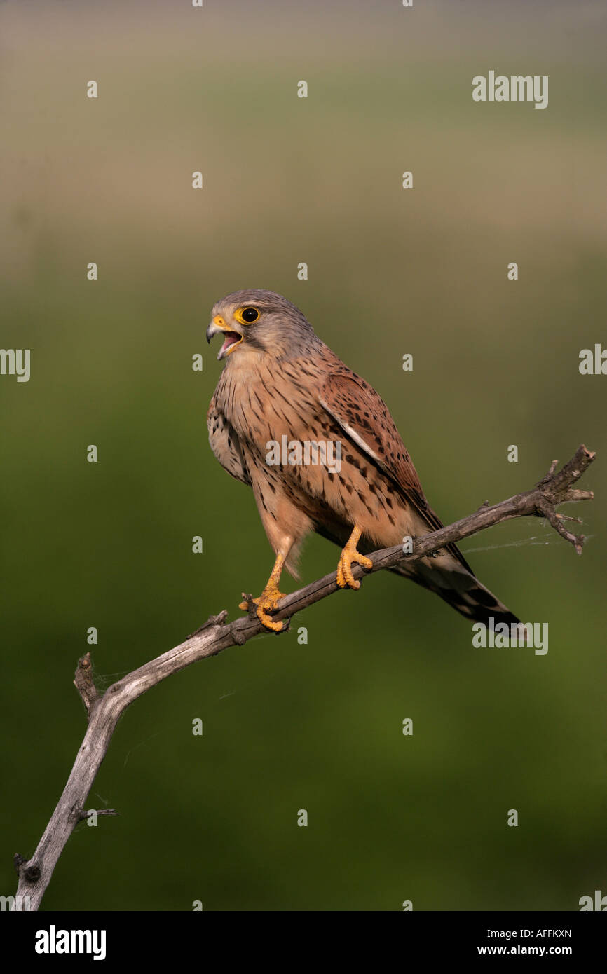 Il Gheppio Falco tinnunculus Ungheria maschio Foto Stock