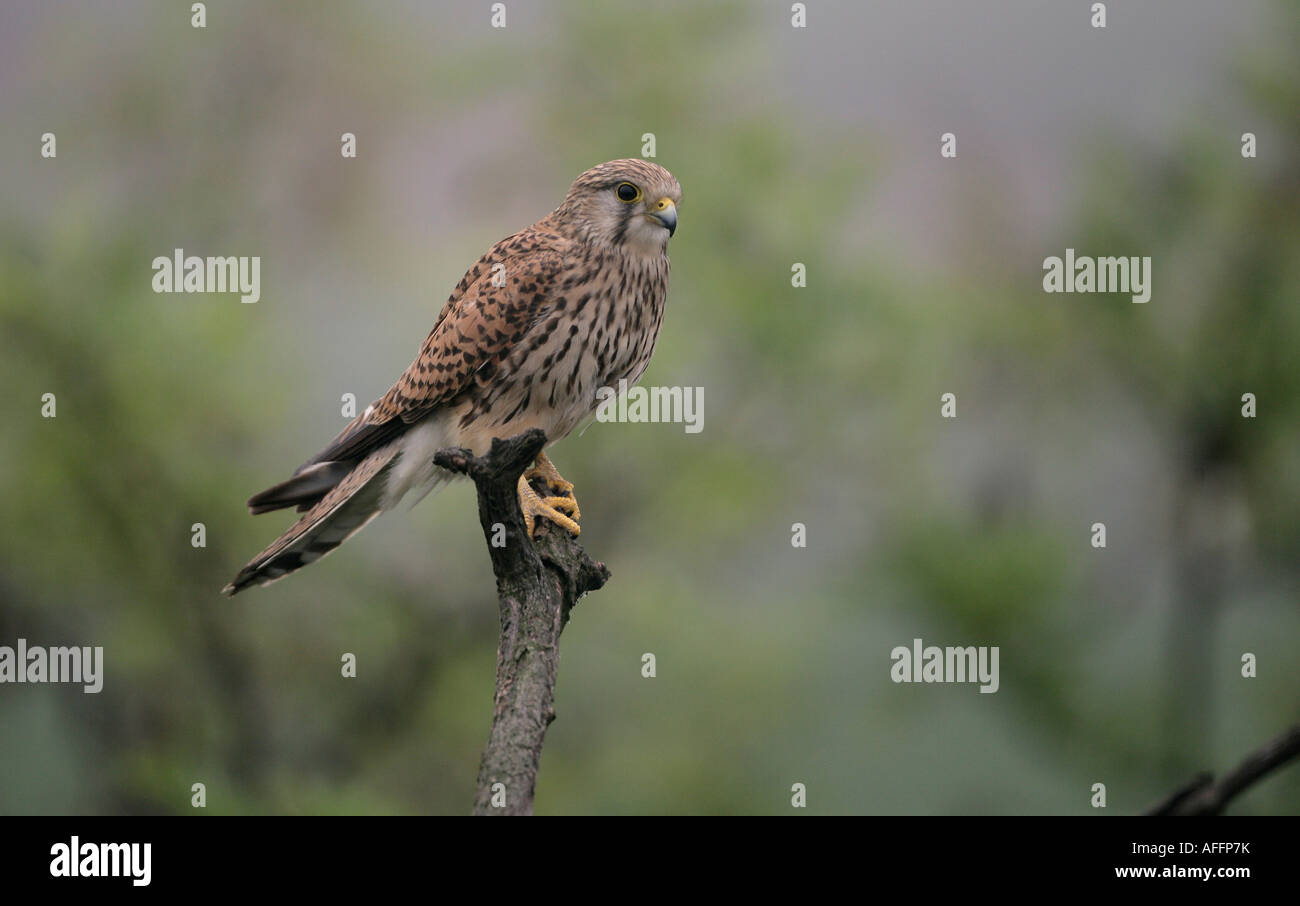 Il Gheppio Falco tinnunculus Ungheria femmina Foto Stock