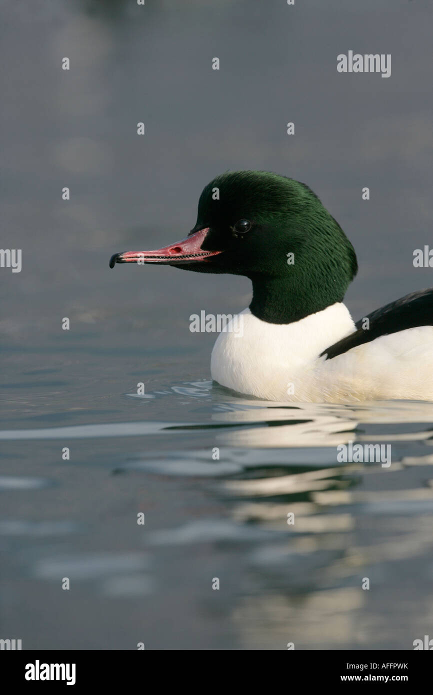 Smergo maggiore Mergus merganser a maschio per acqua in Svizzera Foto Stock