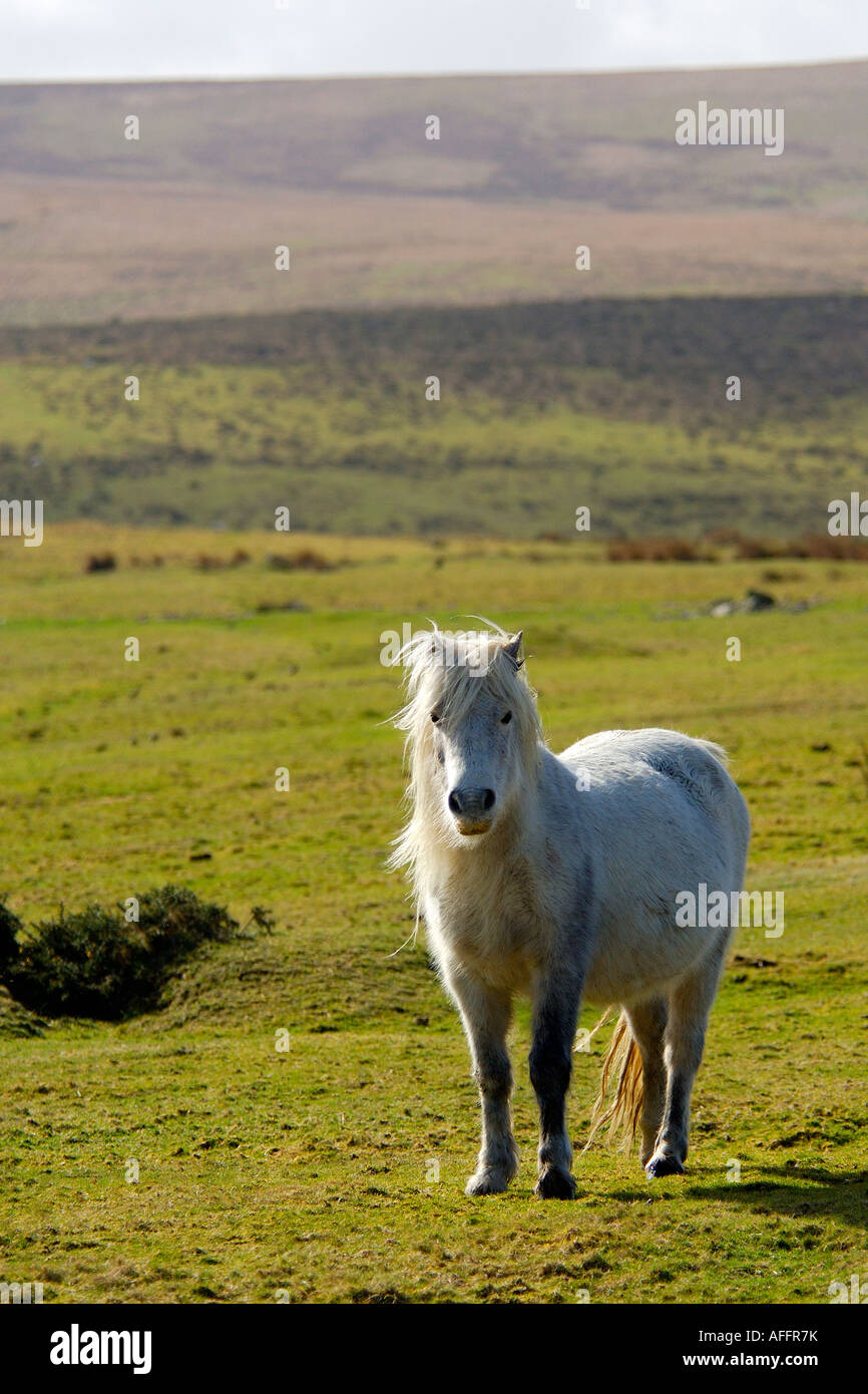 Singola bianco Dartmoor Pony solo permanente sull'aperto moor guardando verso la telecamera con un arida brughiera sfondo Foto Stock