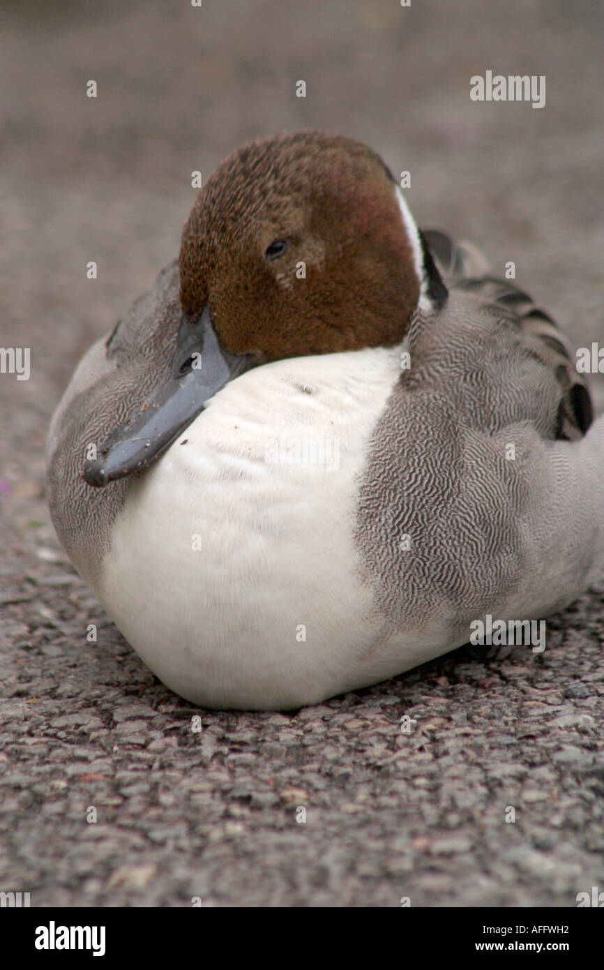 Un unico maschio adulto Northern Pintail duck (Anas acuta) di appoggio al suolo Foto Stock
