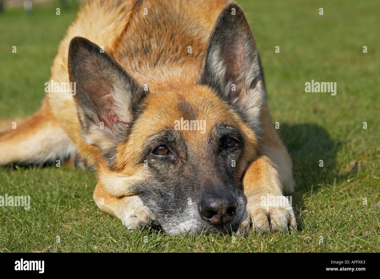 Femmina adulta del pastore tedesco cane sdraiato con la testa tra le sue zampette Foto Stock
