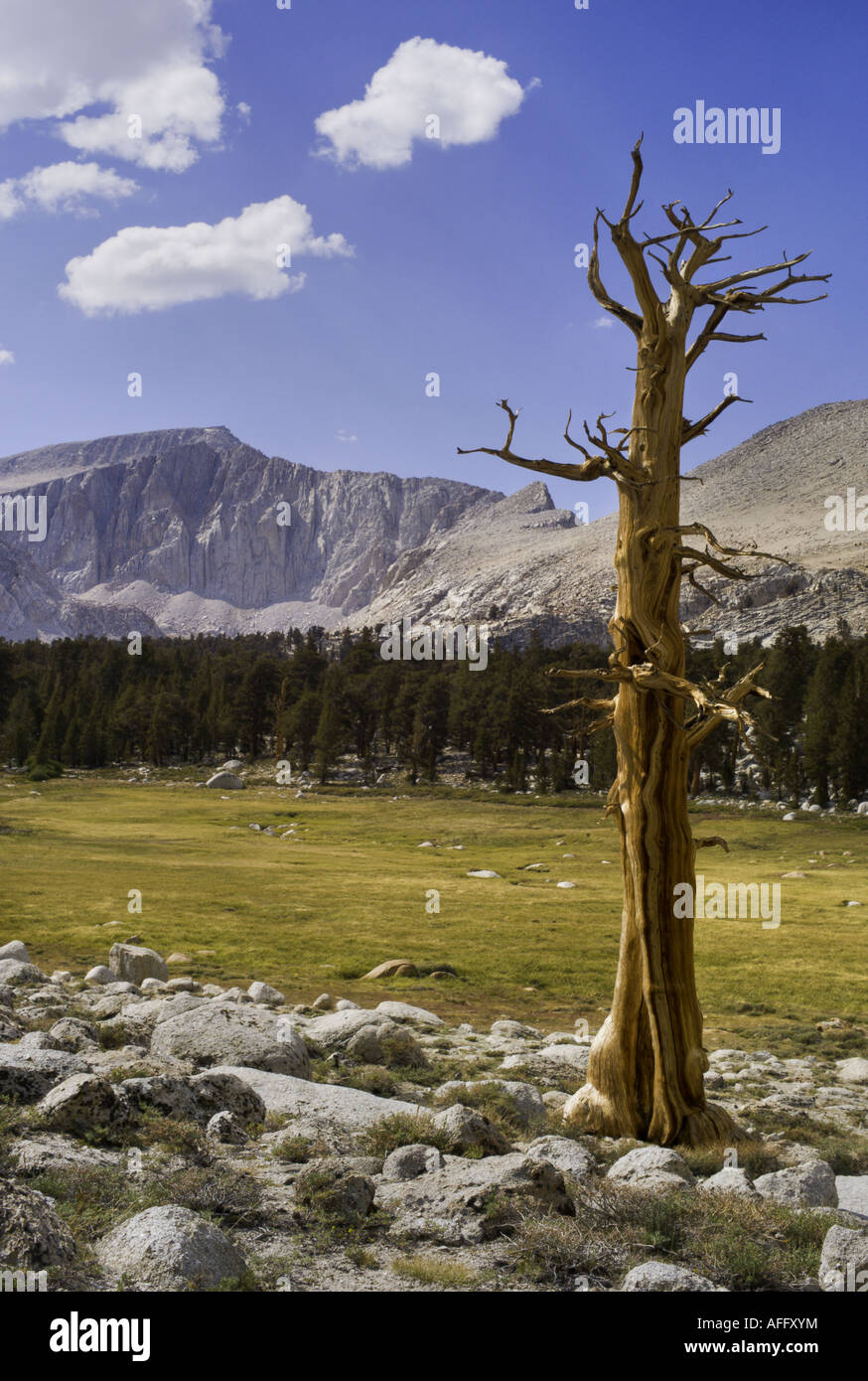 CALIFORNIA sierra Nevadas Twisted lone antica Lodgepole pino scheletro in piedi in un prato nelle montagne della Sierra Nevada Foto Stock