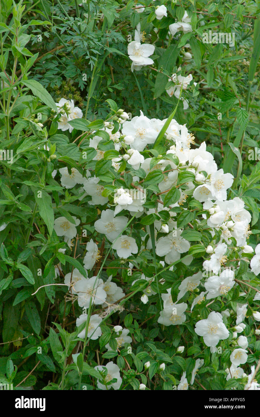 White rose selvatiche (Rosa arvense) in fiore Foto Stock