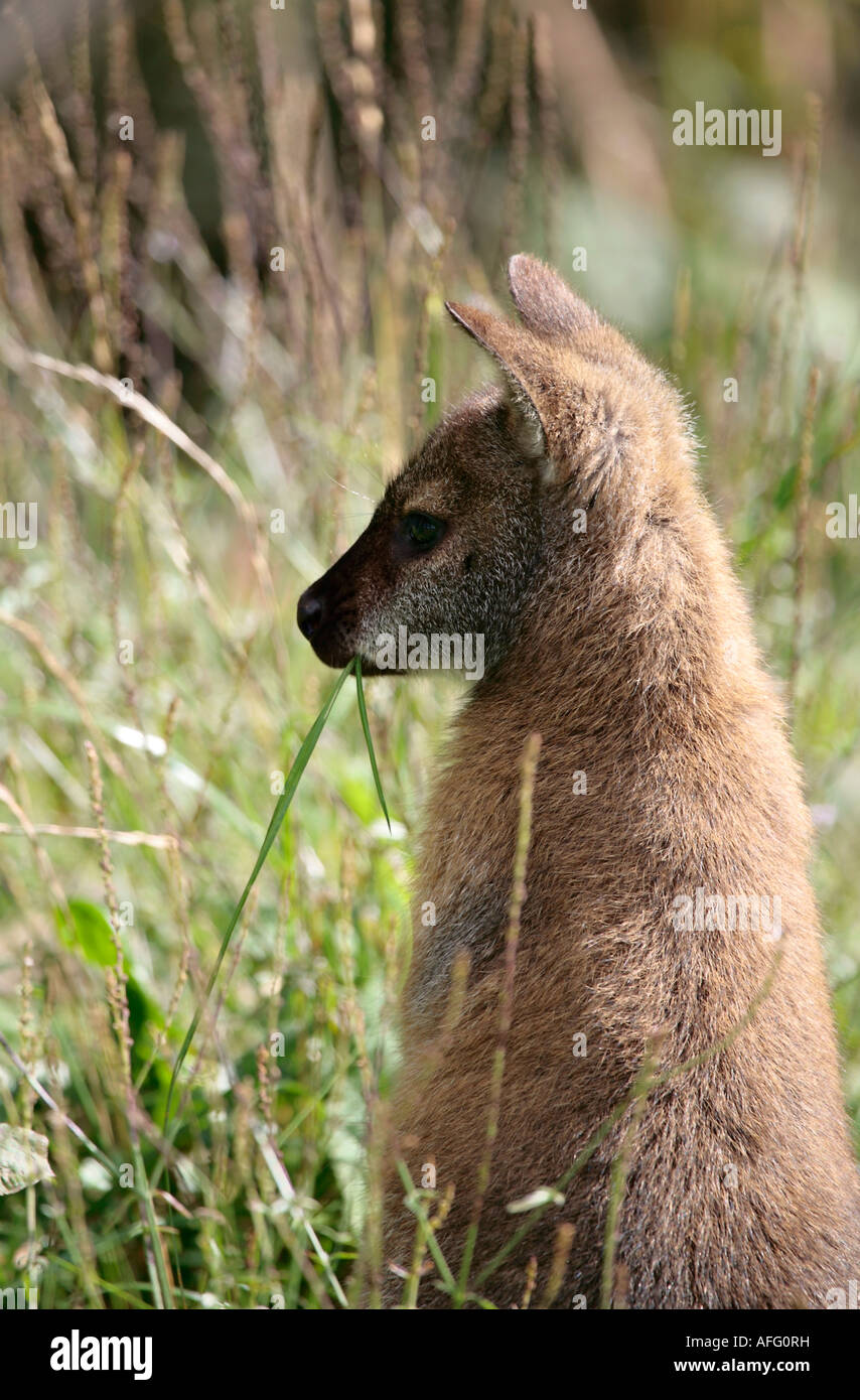 Wallaby di Bennett (Macropus rufogriseus) seduto in posizione eretta con lama d'erba in bocca Foto Stock