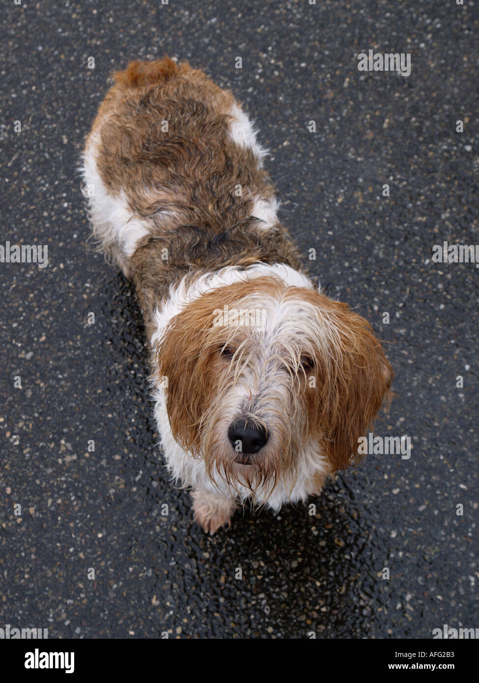 Si dispone di una passeggiata con il cane anche quando piove Foto Stock