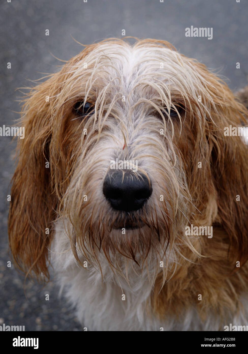 Si dispone di una passeggiata con il cane anche quando piove Foto Stock