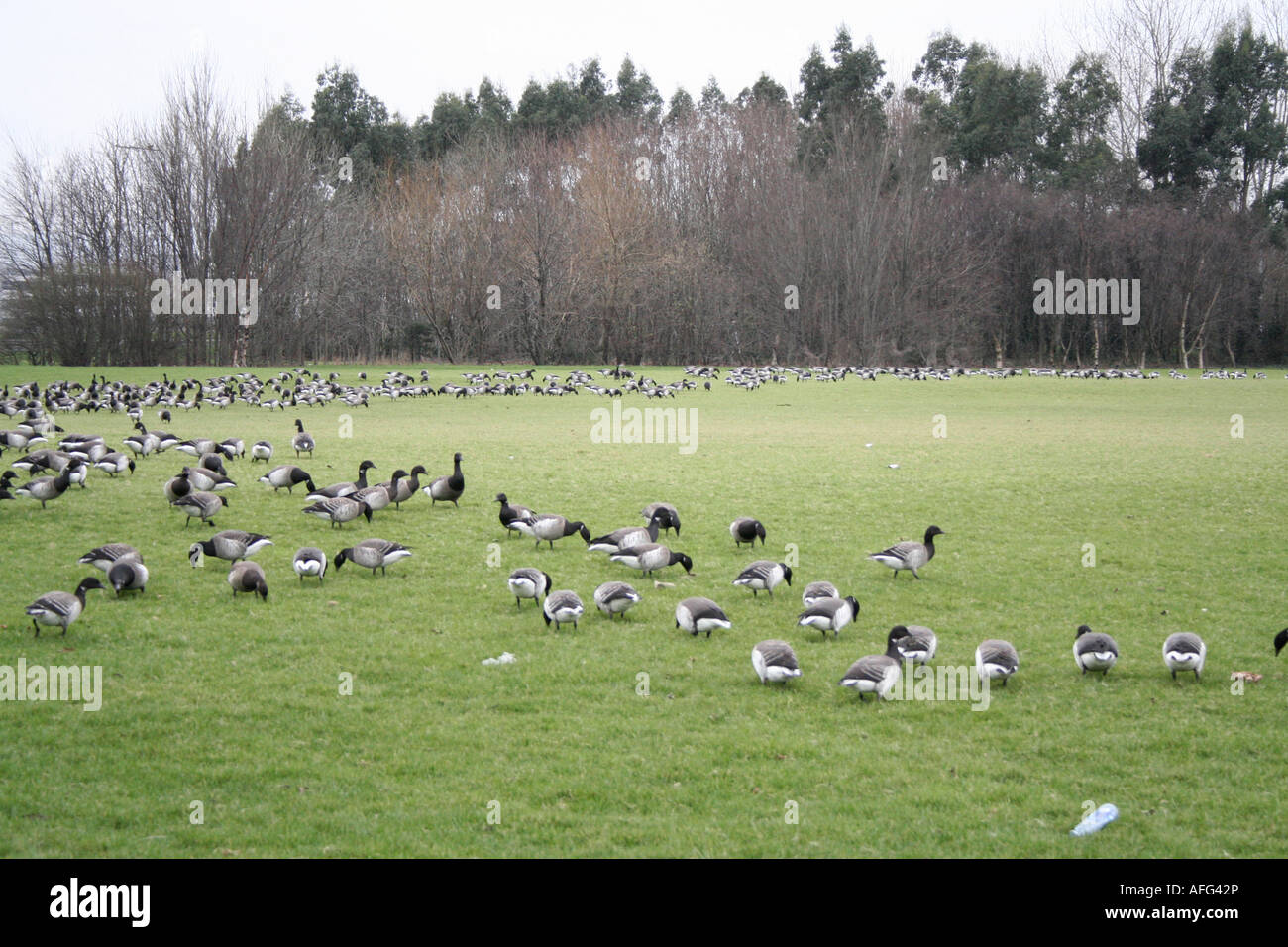 Brent oche pascolo per il cibo, Clontarf, Dublino, Irlanda. Foto Stock