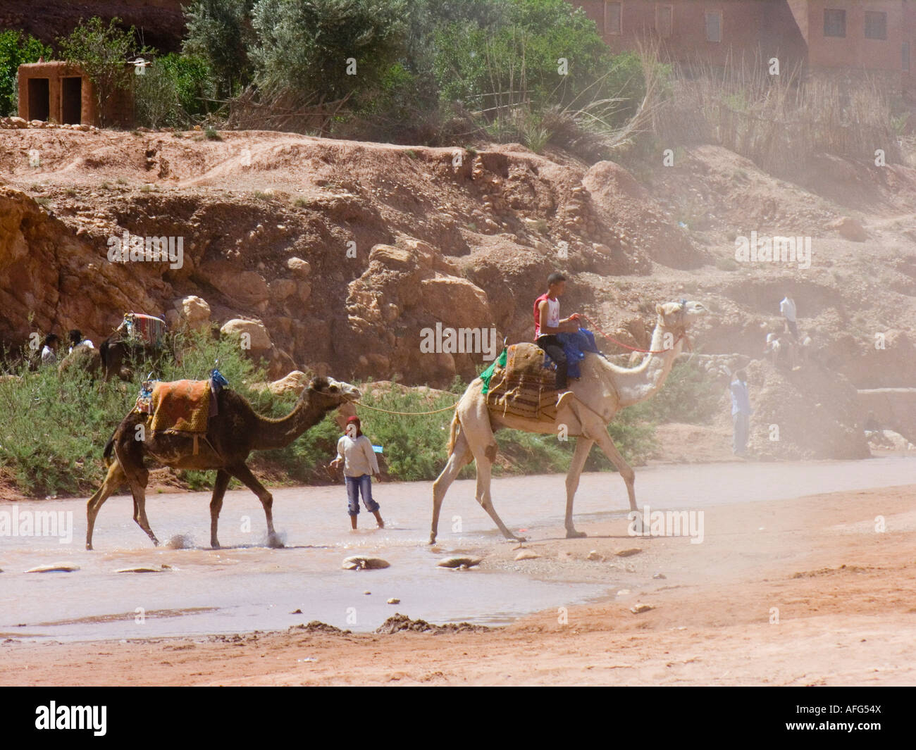 Cammelli che attraversa un fiume, Marocco, Africa del Nord Foto Stock