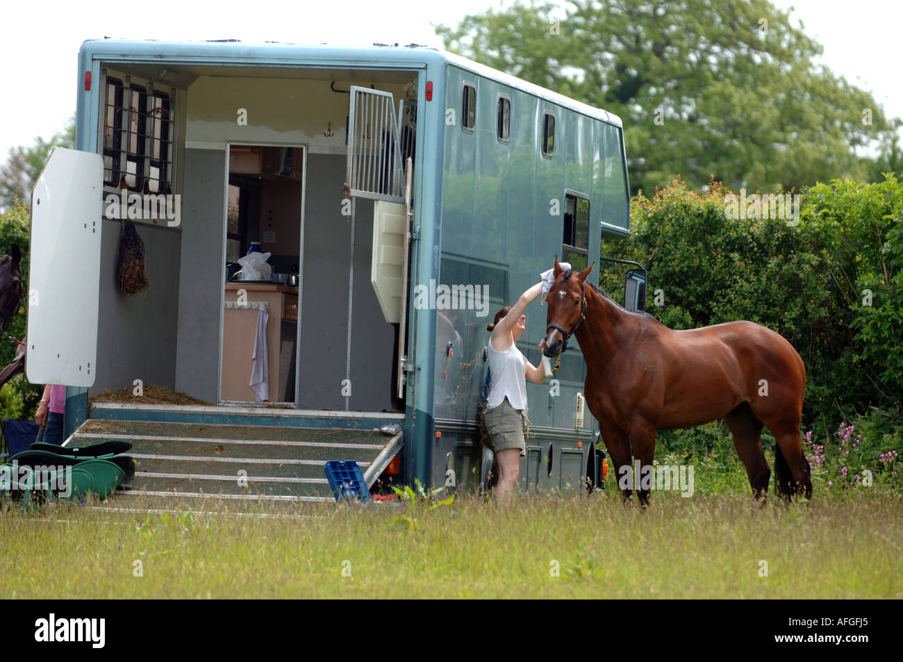 Cavallo e cavalli in box van Foto Stock