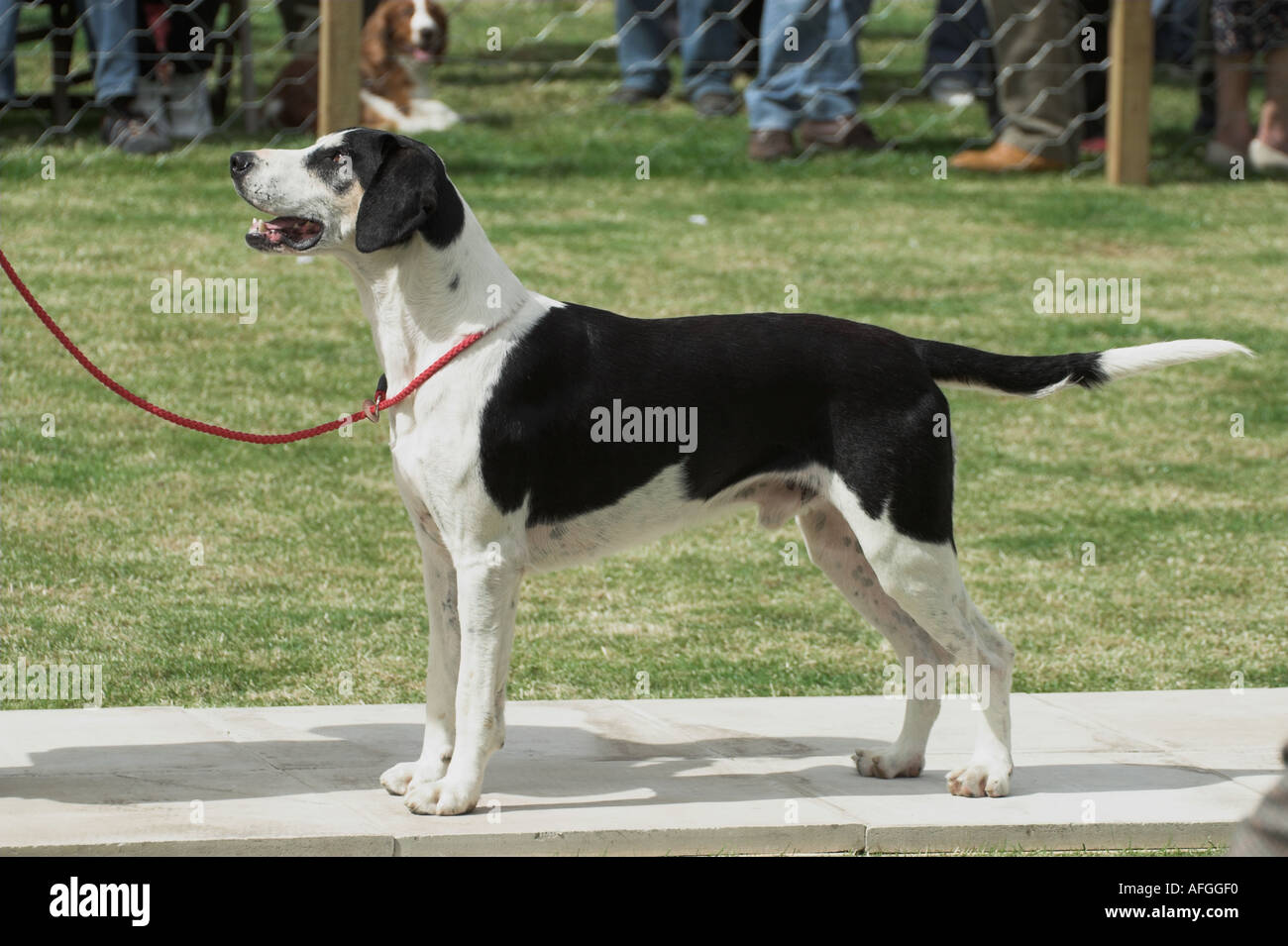 Cadde Hound essendo mostrata in Lowther 2005 Foto Stock