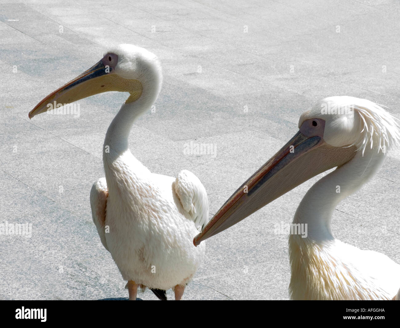 Due allentati i pellicani che accolgono i visitatori a Parc Phoenix dei giardini botanici di Nizza sulla costa azzurra Francia Foto Stock