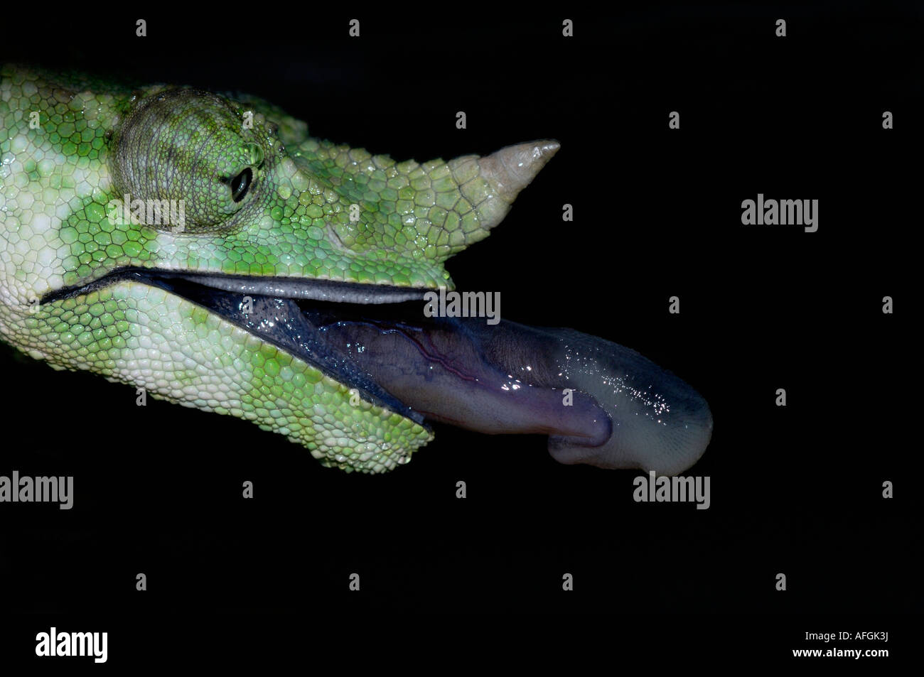 Mellers camaleonte gigante Chamaeleo melleri nativo dell Africa Orientale in cattività allo Zoo di Bristol Foto Stock