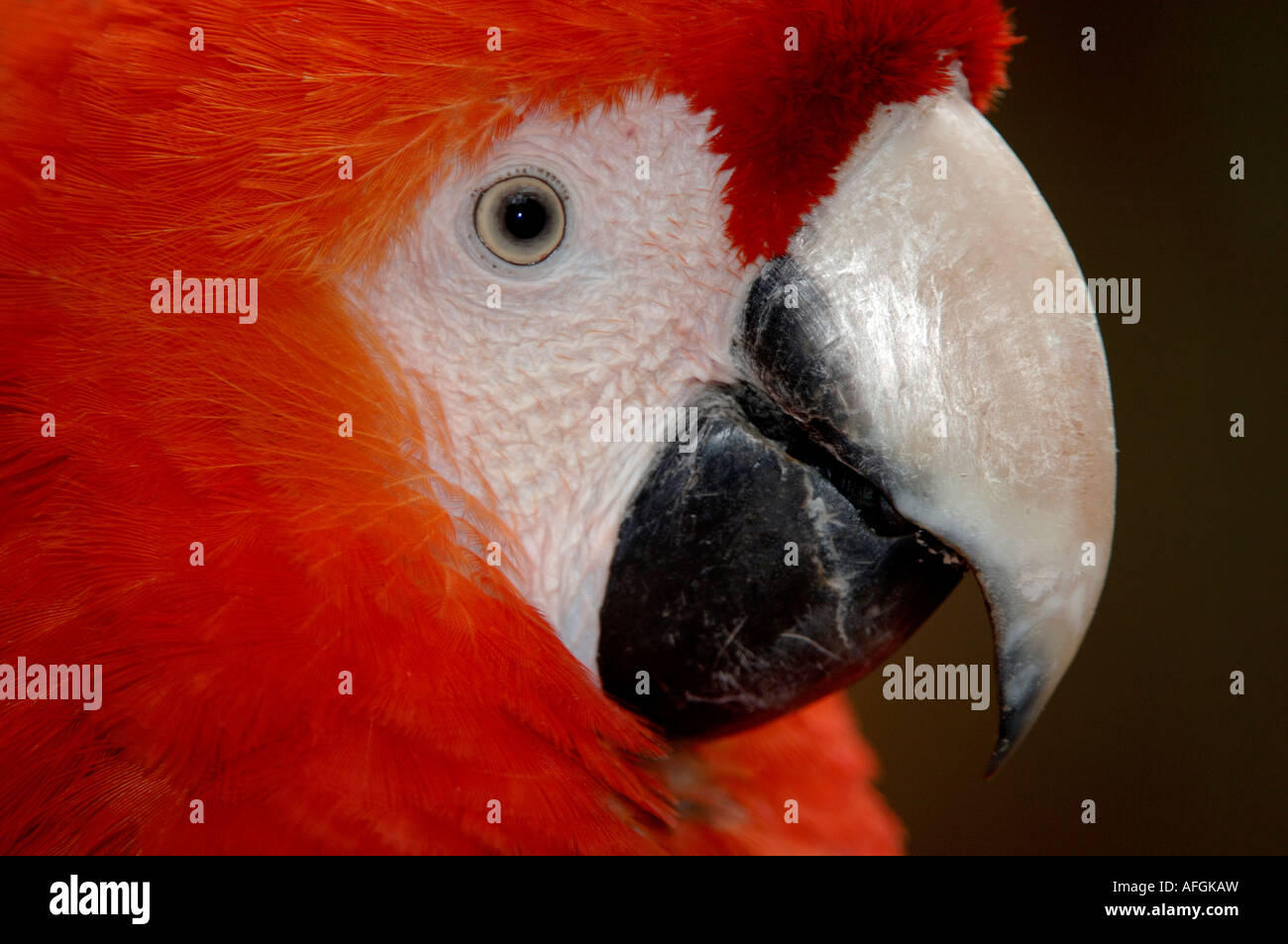 Scarlet Macaw Ara macao nativo del Sud America in cattività allo Zoo di Bristol Foto Stock